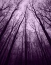 Dark Creepy Forest. Leafless Winter Trees. Halloween Woods. Royalty Free Stock Photo