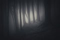 Dark creepy forest at night on Halloween