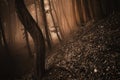 Dark creepy forest with red fog on halloween