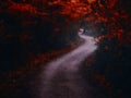 Dark creepy forest with S curve shaped road Royalty Free Stock Photo