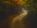 Dark creepy forest with S curve shaped road Royalty Free Stock Photo