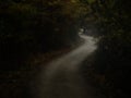 Dark creepy forest with S curve shaped road Royalty Free Stock Photo