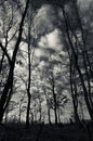 Dark creepy forest and sky Royalty Free Stock Photo