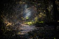 Dark creepy forest with sunlight Royalty Free Stock Photo