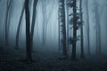 Dark creepy mysterious forest with blue fog