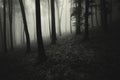 Dark creepy spooky forest with fog Royalty Free Stock Photo