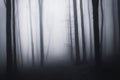 Dark creepy spooky forest on Halloween with fog Royalty Free Stock Photo