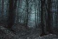 Dark creepy trail in foggy forest Royalty Free Stock Photo