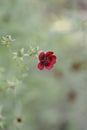 Dark Crimson Cinquefoil