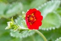 Dark crimson cinquefoil Potentilla atrosanguinea, ruby red flower close-up