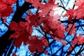 Dark crimson maple leaves in autumn season with blue blurred background