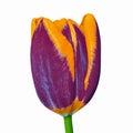 Dark crimson orange tulip flower with a tinge of purple, isolated on a white background. Close-up. Flower bud on a green stem