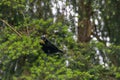 dark crow perched in low tree branch