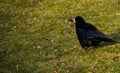 Dark crow standing on the ground. Place for inscription