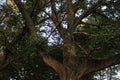 The dark crown of a tall, branched tree in the light of the setting sun. Royalty Free Stock Photo