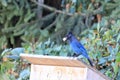 Dark Crowned Blue Jay is a beautiful BC Bird, standing on a mail box with a nut just got. Royalty Free Stock Photo