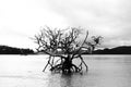 Dark Dead Tree In Water Black And White