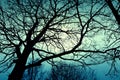 Dark dead winter tree. Royalty Free Stock Photo