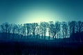 Dark dead winter trees and sky.