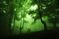 Dark deep forest with fog