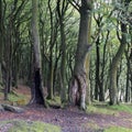 Dark dense beech woodland tree trunks in early autumn Royalty Free Stock Photo