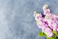 Dark Desktop view with Bouquet of Beautiful lilac mattiola. Copy space. Space for text. Background text space. Royalty Free Stock Photo