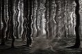 Dark distorted woods