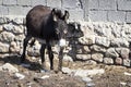 Dark Donkey standing in the sun