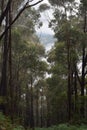 Dark Down Hill Forest Path Royalty Free Stock Photo