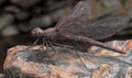 Detailed Close-up of a Dark Brown Dragonfly Resting on a Textured Rock Royalty Free Stock Photo