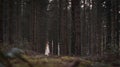 Dark dramatic forest in belgium Royalty Free Stock Photo