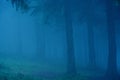 Dark dreamy forest with fog. Beatuful background. Royalty Free Stock Photo