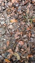 Dark Dry Leaf On The Ground Texture Royalty Free Stock Photo