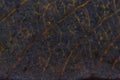 Dark Dry Leaf Texture. Royalty Free Stock Photo