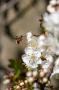 Dark-edged bee-fly, Bombylius major, feeding on cherry blossom Royalty Free Stock Photo