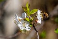 Dark-edged bee-fly, Bombylius major, feeding on cherry blossom. Royalty Free Stock Photo