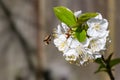 Dark-edged bee-fly, Bombylius major, feeding on cherry blossom. Royalty Free Stock Photo