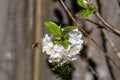 Dark-edged bee-fly, Bombylius major, feeding on cherry blossom Royalty Free Stock Photo