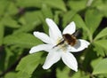 Dark-edged Bee-Fly