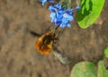 Dark-edged Bee-fly - Bombylius major, Worcestershire, EnglandB