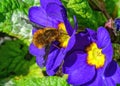 Dark-edged Bee-fly - Bombylius major, Worcestershire, England