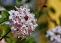 Dark-Edged Bee-Fly flying near flower