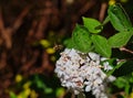 Dark-Edged Bee-Fly feeding on nectar on white flower