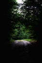 dark and eerie dark path in the woods looking down at the light Royalty Free Stock Photo