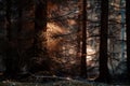 Dark eerie forest with sunlight hitting leaves - mystical forest background