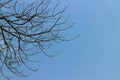 Dark empty branches of a cherry tree in a blue sky among white clouds