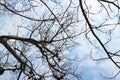 Dark empty branches of a cherry tree in a blue sky among white clouds