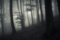 Dark enchanted forest with mysterious fog