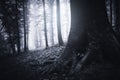 Dark enchanted mysterious forest scene Royalty Free Stock Photo