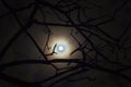 Dark enchanted photo of a full moon in the trees branches.Shining full moon in the night sky night mysterious landscape. Royalty Free Stock Photo